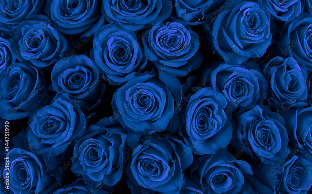Fototapeta premium Beautiful blue roses, floral background