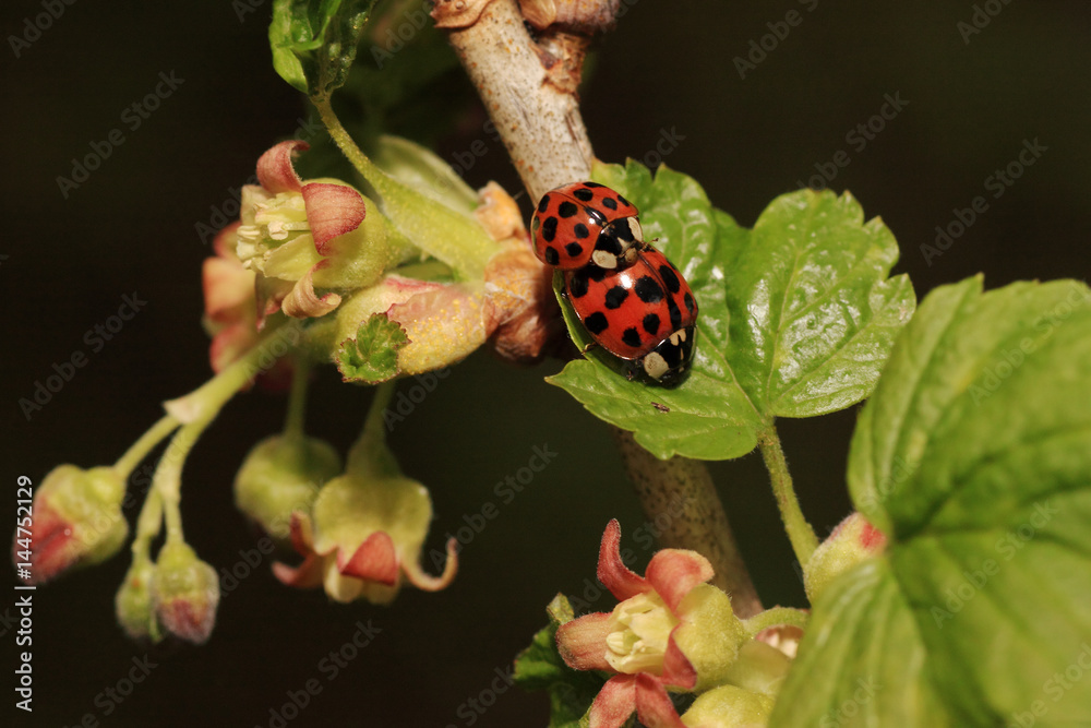 Obraz premium dwie biedronki