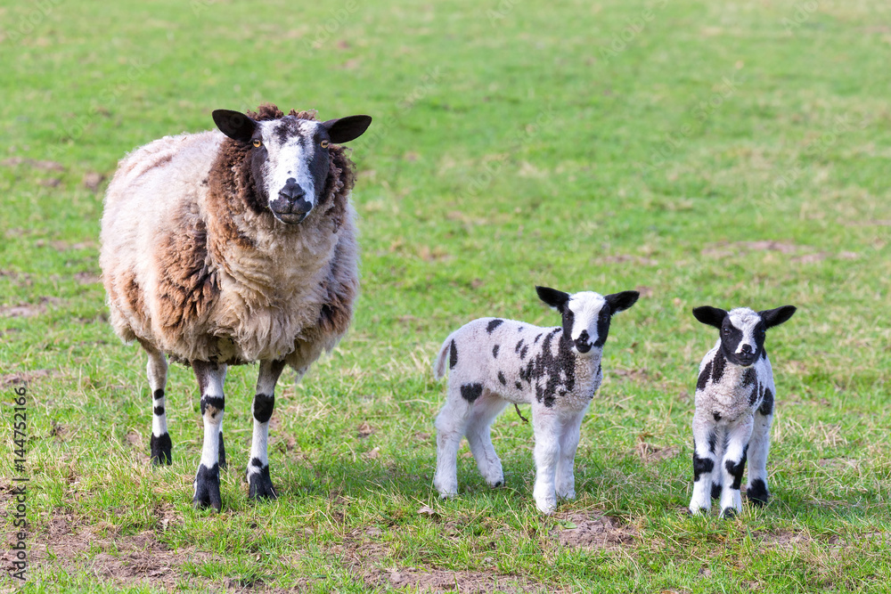 Fototapeta premium Mother sheep with two newborn lambs in spring