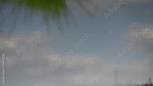 Mosquitoes fly over a puddle on a dirt road.