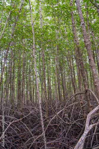 Forest of tall loop-root mangrove trees, with tangled and messy roots. Wide angle vertical photograph. Rayong, Thailand. Travel and nature concept.