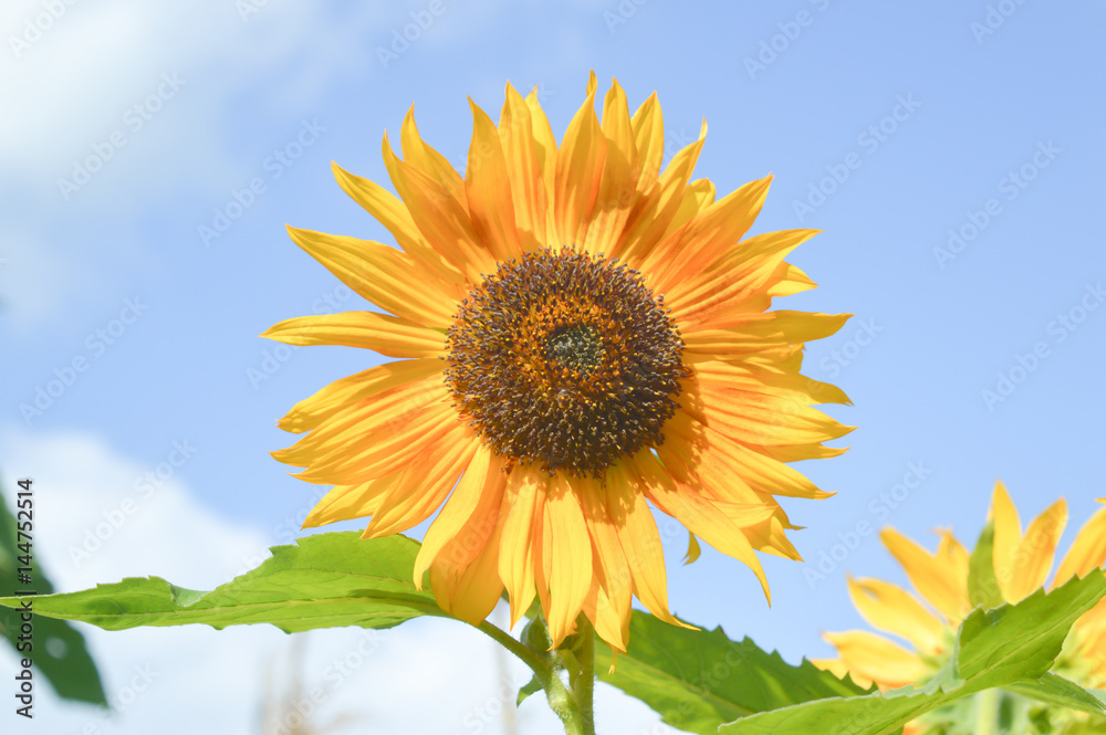 Sunflower on a background of the sky