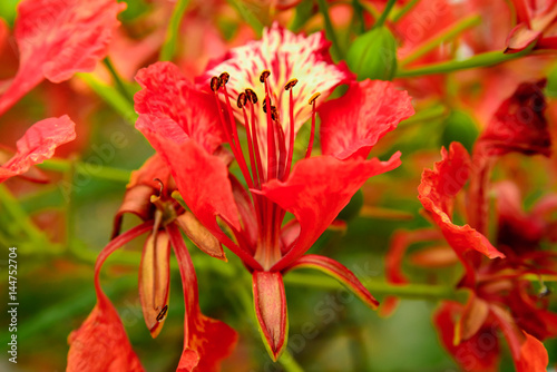 Close-up detail of multiple flowers of the Royal poinciana  Delonix regia   also known as the flame tree  with green stems and petals in the background. Travel and nature concept.