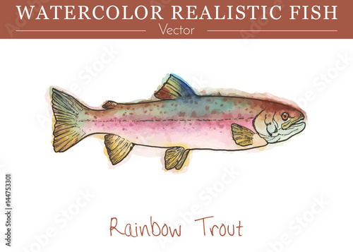 Hand painted watercolor fish isolated on white background. Rainbow trout, Oncorhynchus mykiss, salmonid species. Salmonidae family fish. Colorful edible, salt and fresh water fish. Vector illustration