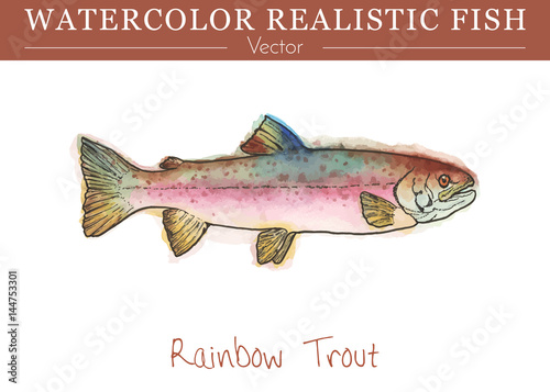 Hand painted watercolor fish isolated on white background. Rainbow trout  Oncorhynchus mykiss  salmonid species. Salmonidae family fish. Colorful edible  salt and fresh water fish. Vector illustration