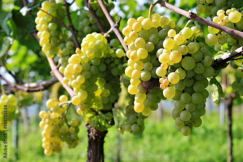 Grapes in Vineyard, Autumn, Suedbaden, Germany Grapes in Vineyard, Autumn, Suedbaden, Germany