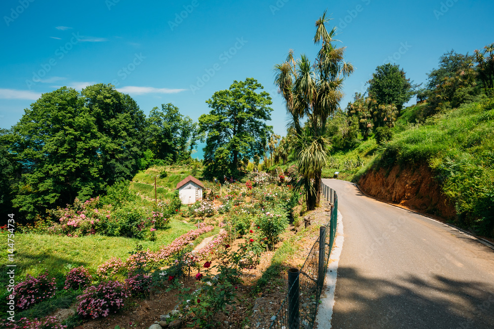 Summer View Of Rose Flowers Plantation On Hillside In Botanical Summer View Of Rose Flowers Plantation On Hillside In Botanical