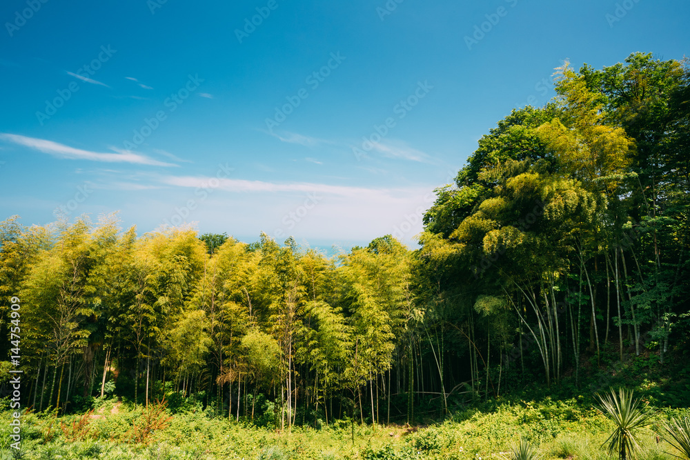 Spring Tall Trees Bamboo Woods. Sunlight In Tropical Forest, Summer Spring Tall Trees Bamboo Woods. Sunlight In Tropical Forest, Summer