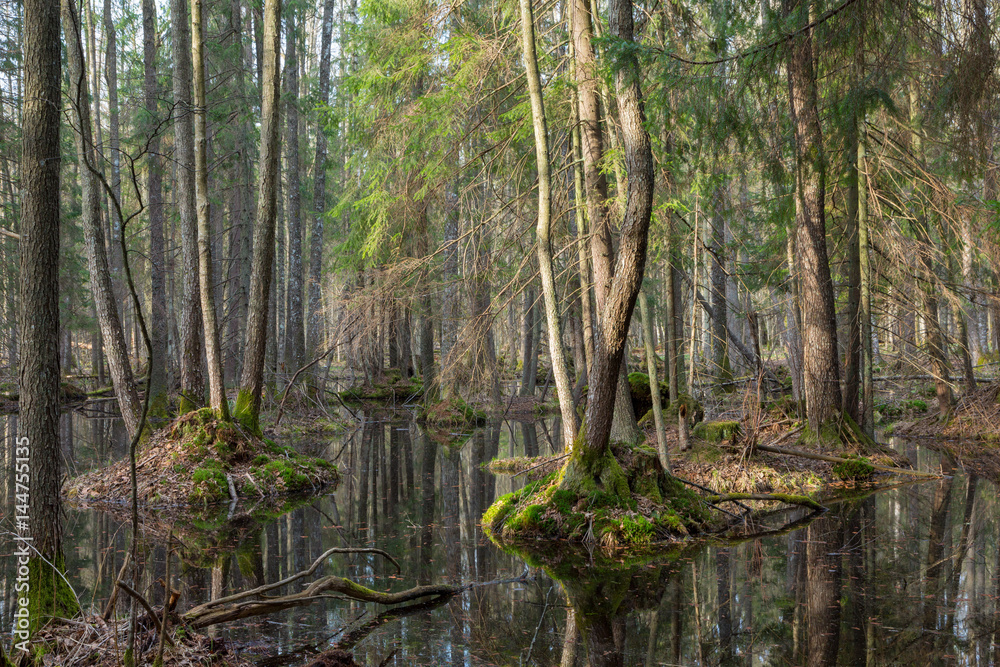 Springtime wet mixed forest with standing water