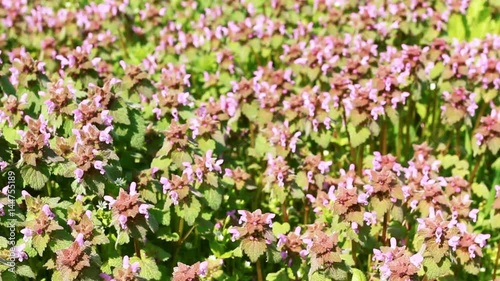 Wallpaper Mural Small flowers in the spring wood. Beautiful nature scene. Torontodigital.ca
