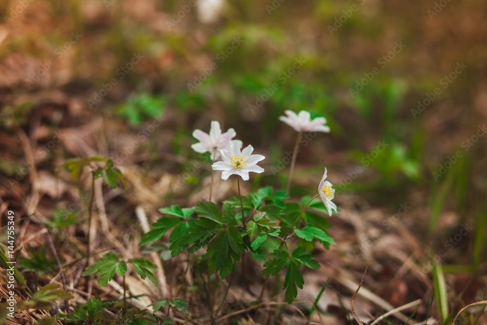The first spring flowers are snowdrops in the forest. Photo of close-up of white snowdrop The first spring flowers are snowdrops in the forest. Photo of close-up of white snowdrop