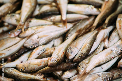 Fresh Fish On Display On Ice On Fishermen Market Store Shop. Seafood