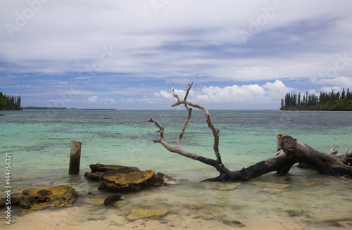 Windswept wood on beach