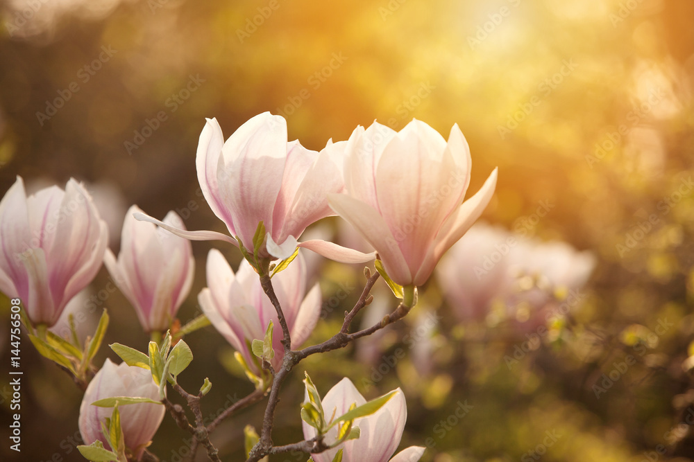 Fototapeta premium Magnolia blooming in the spring park