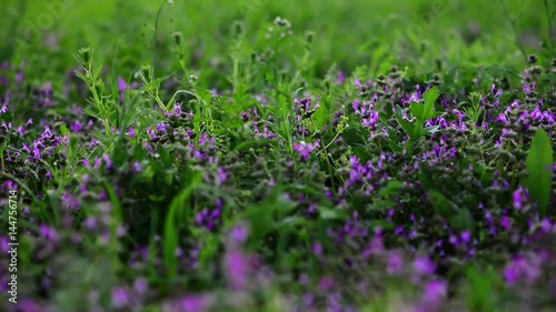 Prunella vulgaris flowers in the spring meadow