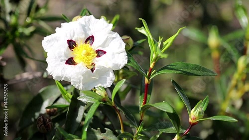 Cistus ladanifer (brown-eyed rockrose) wild flower in nature photo