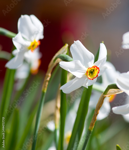 Fototapeta Naklejka Na Ścianę i Meble -  white daffodils in the garden