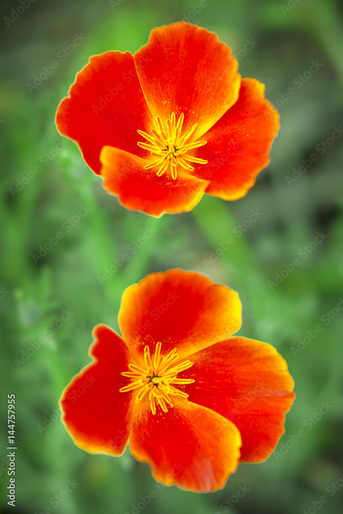 Red poppies Red poppies