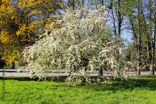 Cherry tree with white spring blossom in park