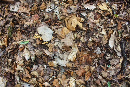 Dead leaves covering forest floor