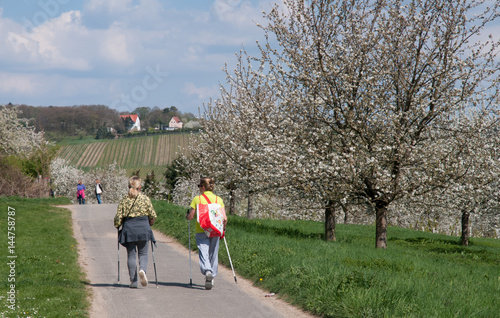 wanderer zur kirschblüte bei wiesbaden-frauenstein © lotharnahler