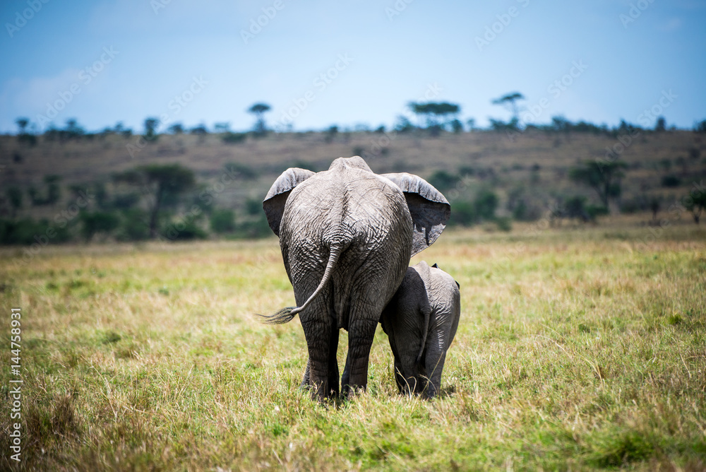 Fototapeta premium Elephant and baby walking away