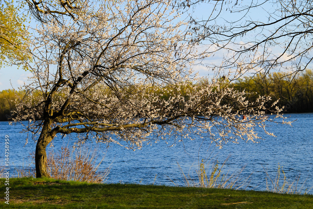 Blossoming tree of apricot on riverbank Blossoming tree of apricot on riverbank