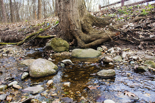 Tree by rocky creek, fence in background