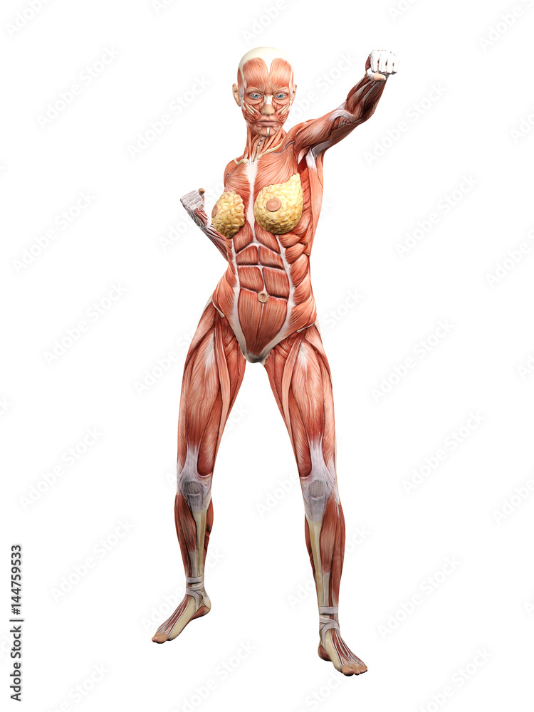 Female muscle anatomy fighting 3D Illustration Female muscle anatomy fighting 3D Illustration