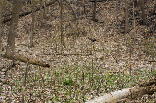 Wisconsin trees, fallen logs and new spring growth