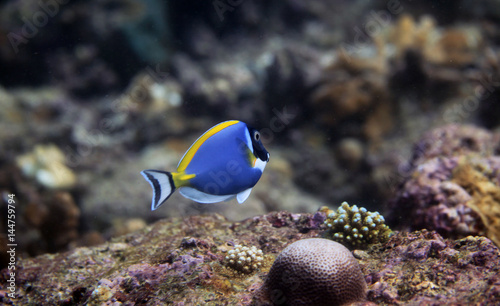 blue fish swimming on coral reef