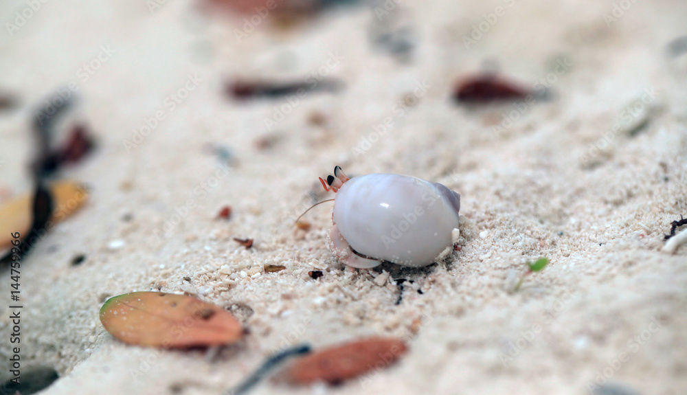 hermit crab in a shell hiding on the sand hermit crab in a shell hiding on the sand