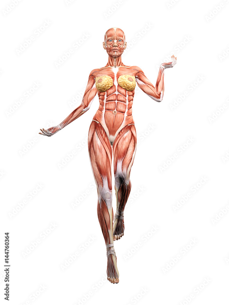 Female muscle anatomy dancing 3D Illustration Female muscle anatomy dancing 3D Illustration