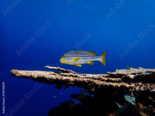 Fototapeta Naklejka Na Ścianę i Meble -  Lone fish on coral reef