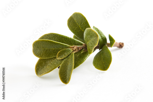 Bearberry leaves (medicinal plant Arctostaphylos uva-ursi) isolated on white background