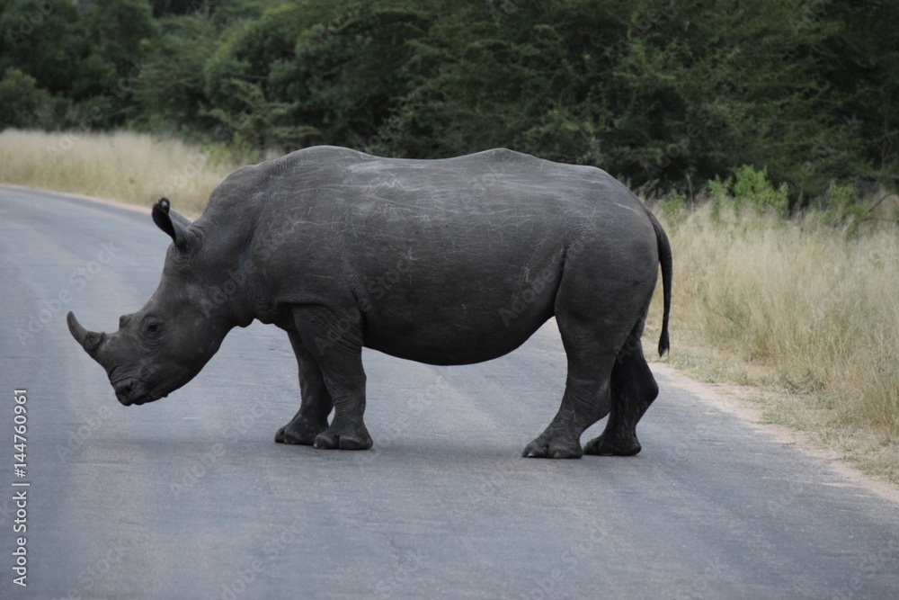 Obraz premium Rhino Kruger National Park South-Africa