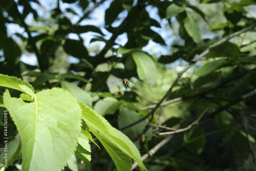 Syrphidae in volo