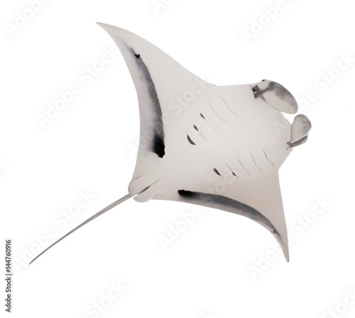 Canvas Print The Manta Ray - Manta Birostris is biggest a ray in world oceans