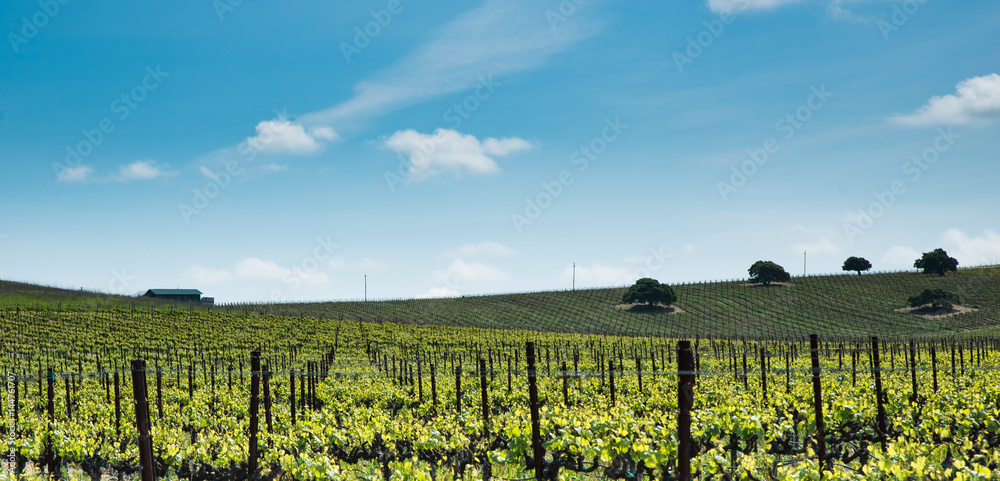 Hillside Vineyard on a sunny day at the beginning of spring time