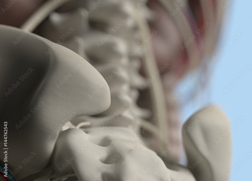Anatomy body model extreme close-up. Selective focus. Human anatomy body. 3d illustration.