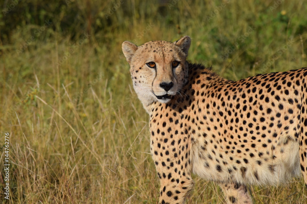 Cheetah Kruger National Park South-Africa Cheetah Kruger National Park South-Africa