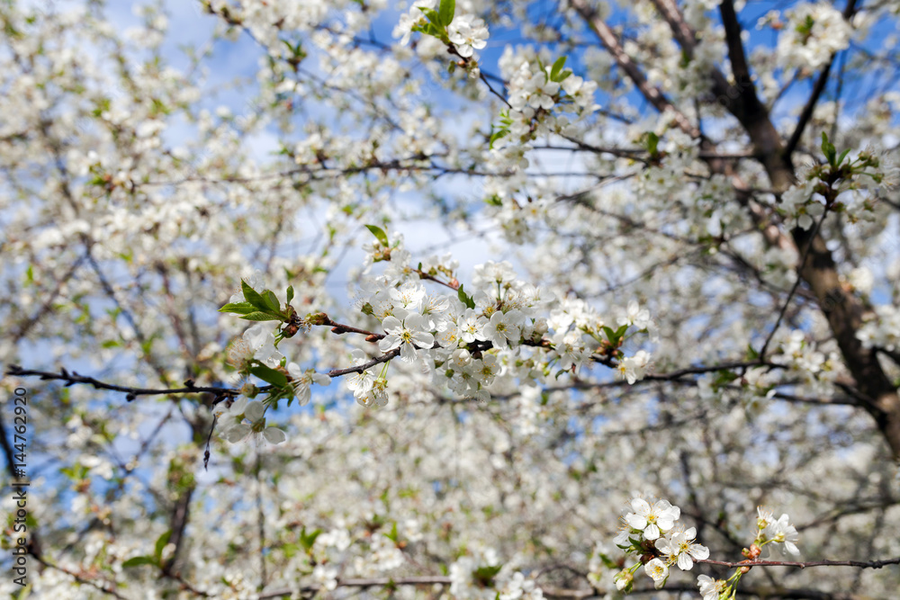 Blossom cherry trees with white flowers in spring. Blossom cherry trees with white flowers in spring.