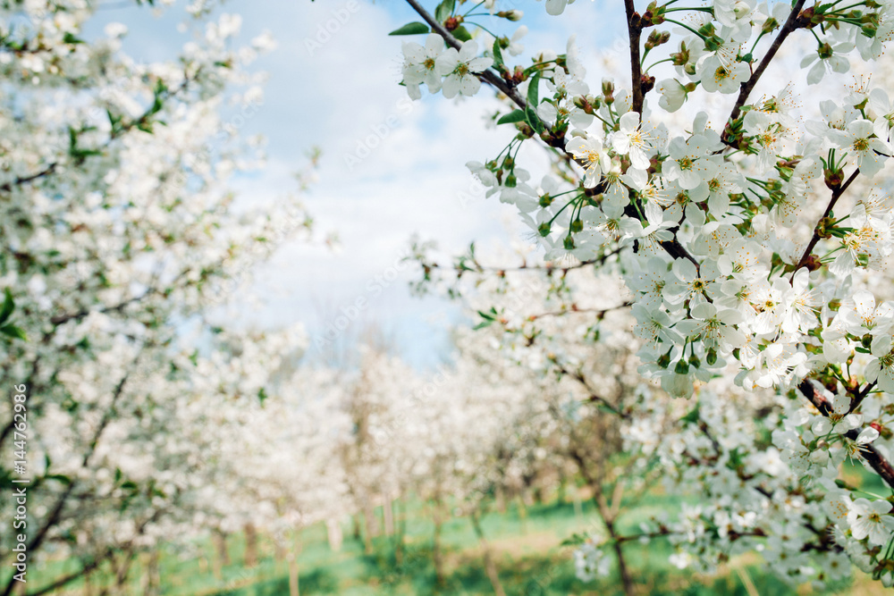 Blossom cherry trees with white flowers in spring.