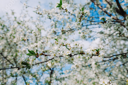 White cherry flowers, close-up view with a small depth of field. 