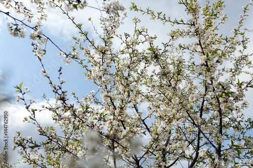 Blossom cherry trees with white flowers in spring.