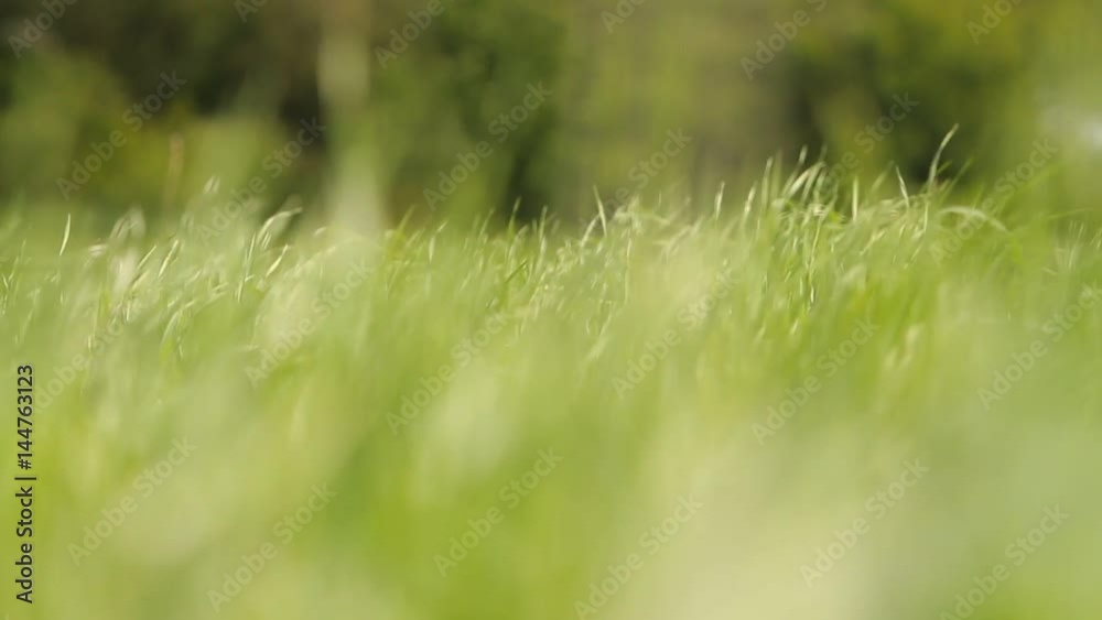 The wind is waving the grass. / Gusts of wind are kicking green grass. In the foreground, the grass is out of focus, in the background the forest is not in focus. Video without sound. The wind is waving the grass. / Gusts of wind are kicking green grass. In the foreground, the grass is out of focus, in the background the forest is not in focus. Video without sound.