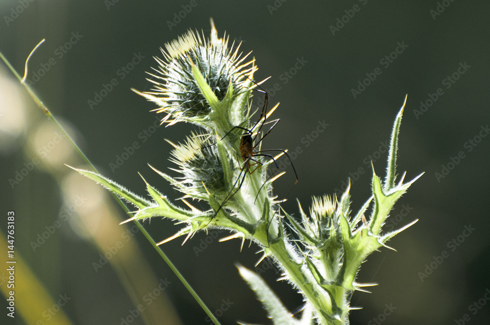 Obraz premium Klette im Gegenlicht