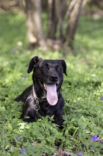 Wallpaper Mural black dog playing Torontodigital.ca