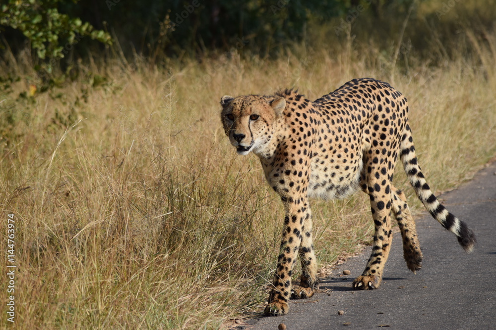 Naklejka premium Cheetah Kruger National Park South-Africa