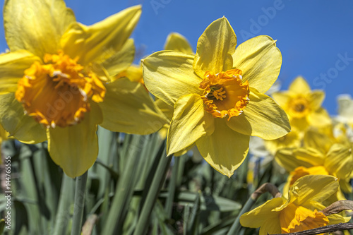 Fototapeta Naklejka Na Ścianę i Meble -  Close up of yellow daffodils.